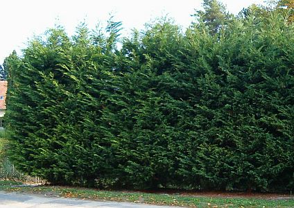 Rýchlorastúce živé ploty