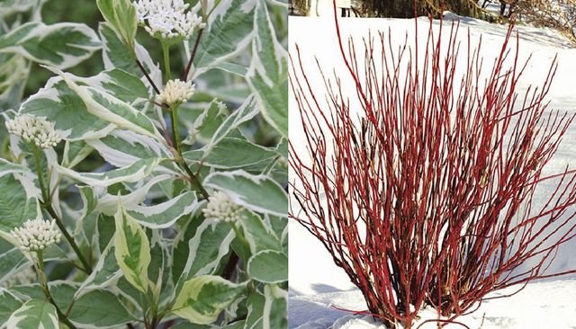 Opadavé prírodné živé ploty