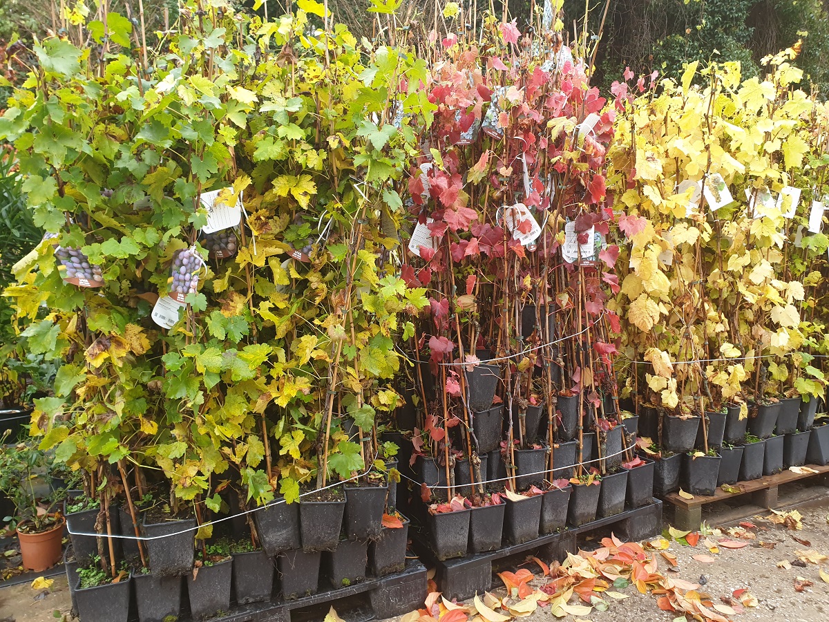 Stolové hrozno Pizzutello nero