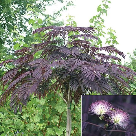 Albizia julibrissin 'Summer Chocolate' 100+ cm