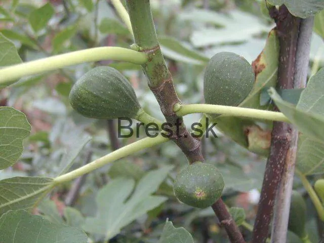 Ficus carica 'Brown Turkey' Strom (Brogiotto nero)