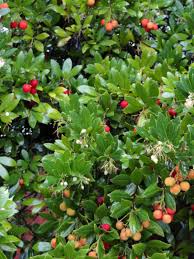 ARBUTUS negundo 50cm