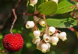 ARBUTUS negundo 50cm