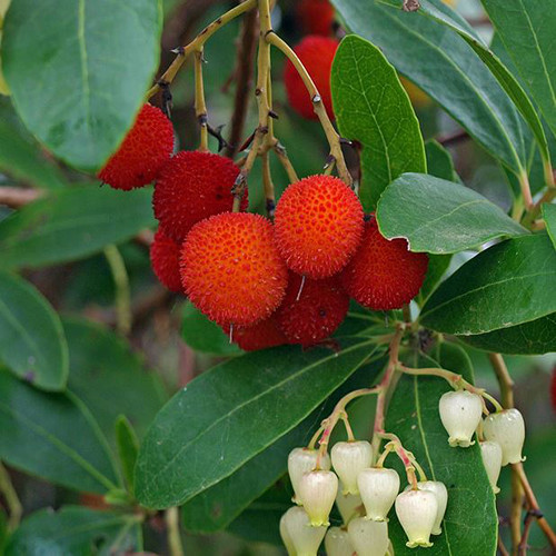 ARBUTUS negundo 50cm