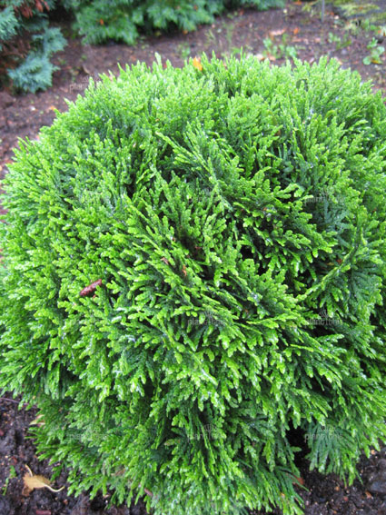 Thuja occidentalis 'Danica' Extra 1,5 lit.