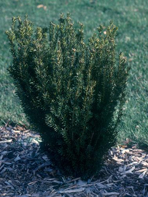 Tis prostredný   40+