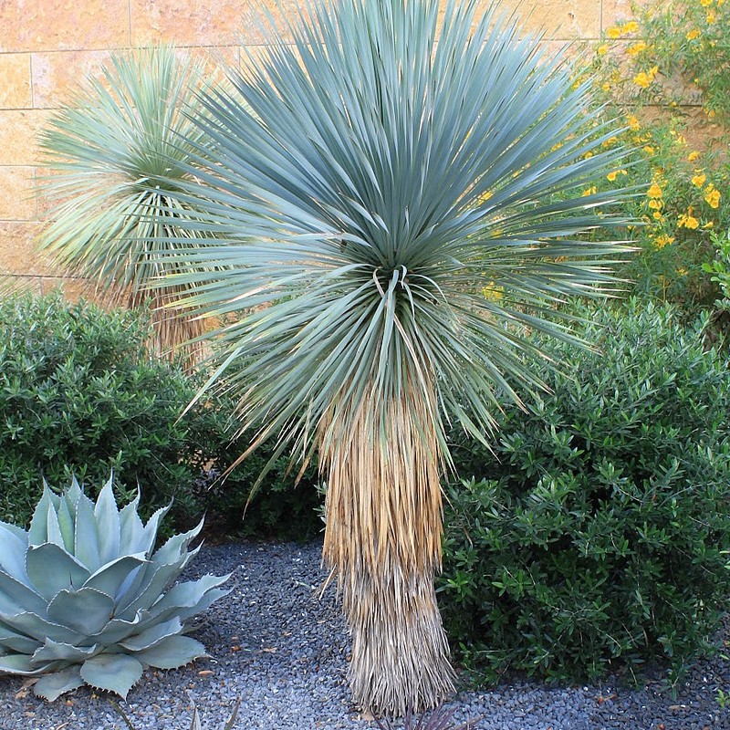 Yucca rostrata