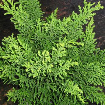 CHAMAECYPARIS obtusa 'Drath' 2 lit.