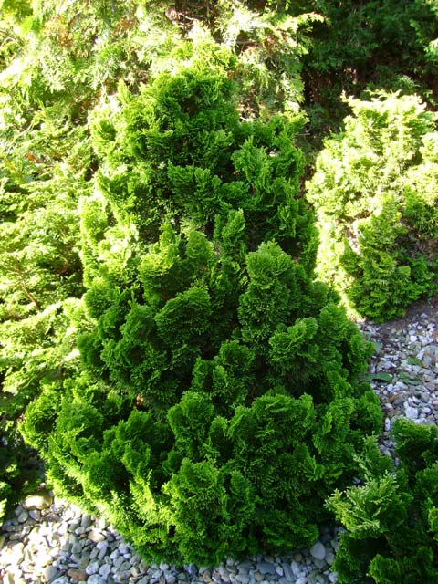 CHAMAECYPARIS obtusa 'Drath' 2 lit.