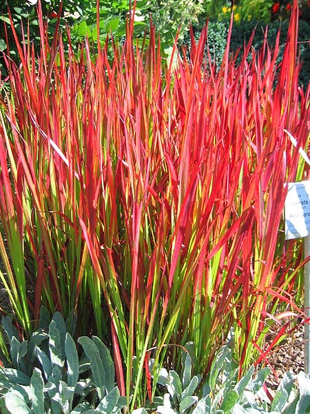 Imperata cylindrica 'Red Baron' 3 lit   EXTRA