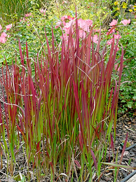 Imperata cylindrica 'Red Baron' 3 lit   EXTRA