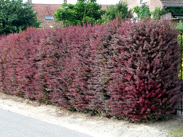 Berberis ottawensis 'Silver Miles'  80+