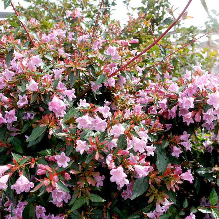 Abelia zanderi 'Little Richard'
