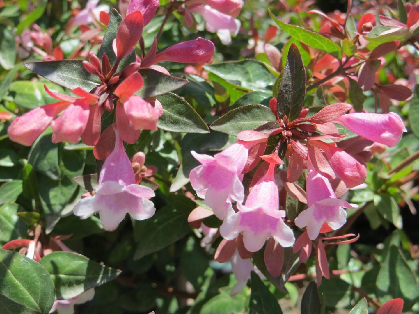 Abelia zanderi 'Little Richard'