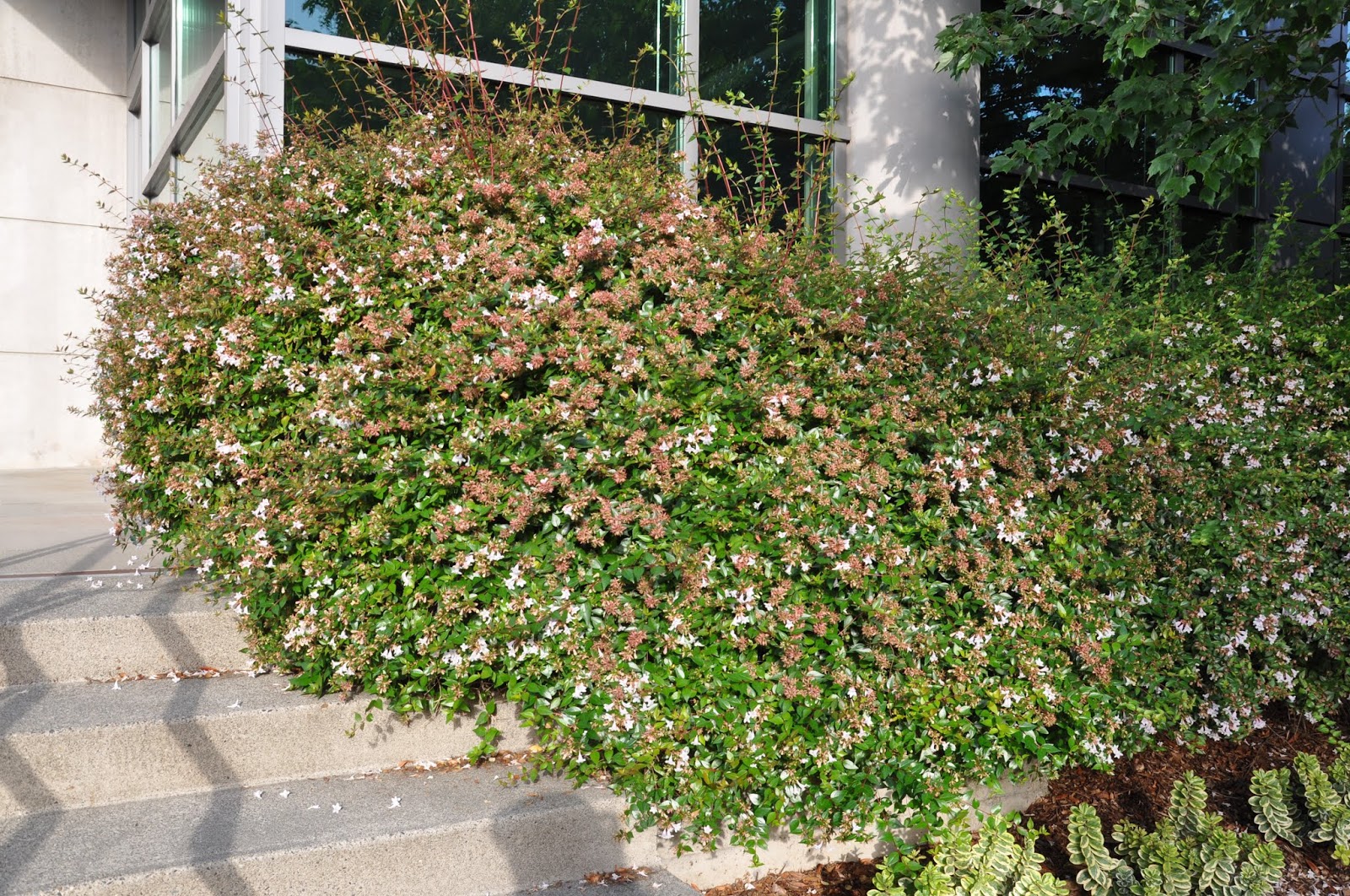 Abelia zanderi 'Little Richard'