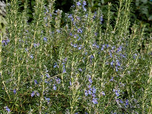 Rosmarinum officinalis  9*9