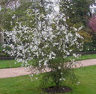 PONCIRUS trifoliata (50-60ccm)