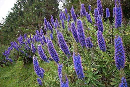 Echium XL