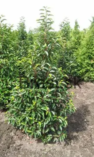 Prunus lusitanica angustifolia Extra