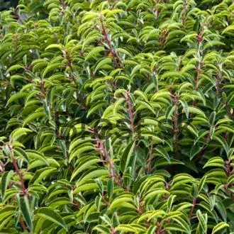 Prunus lusitanica angustifolia Extra