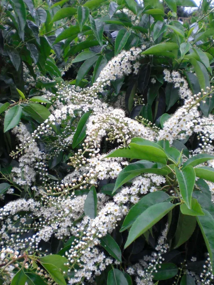 Prunus lusitanica angustifolia Extra