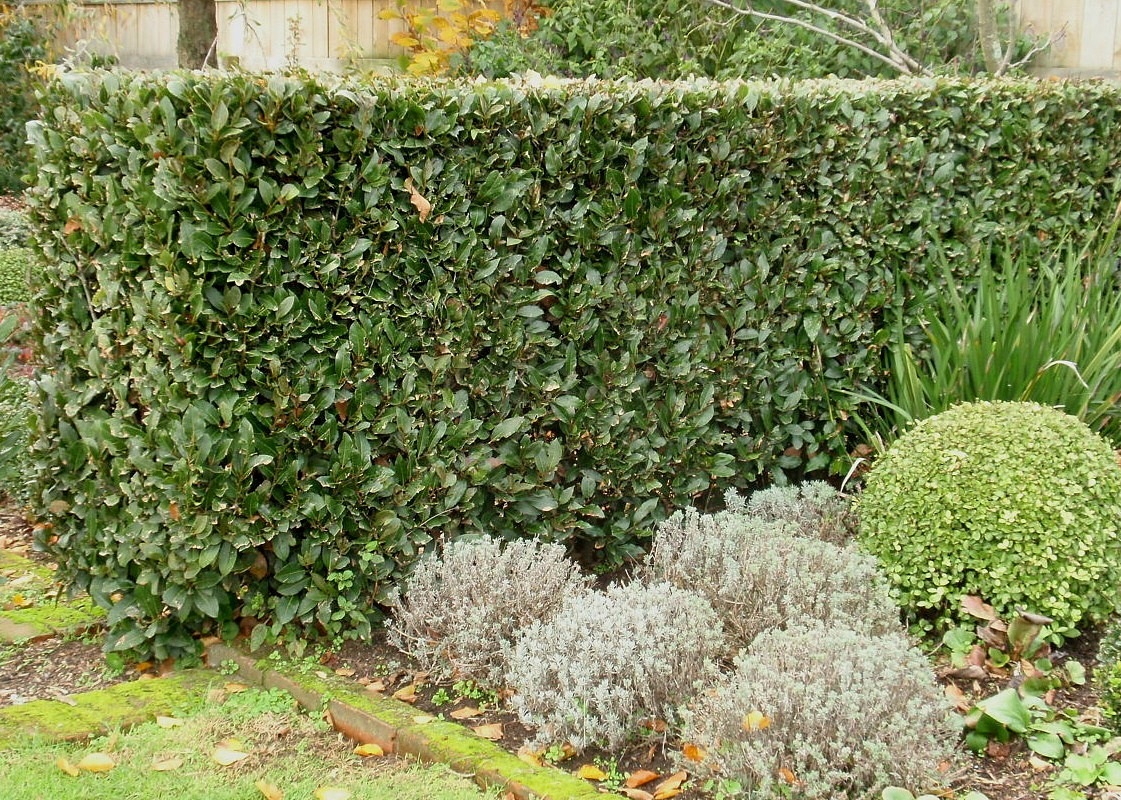 Vavrín pravý  70 cm kmeň  (bobkový list)