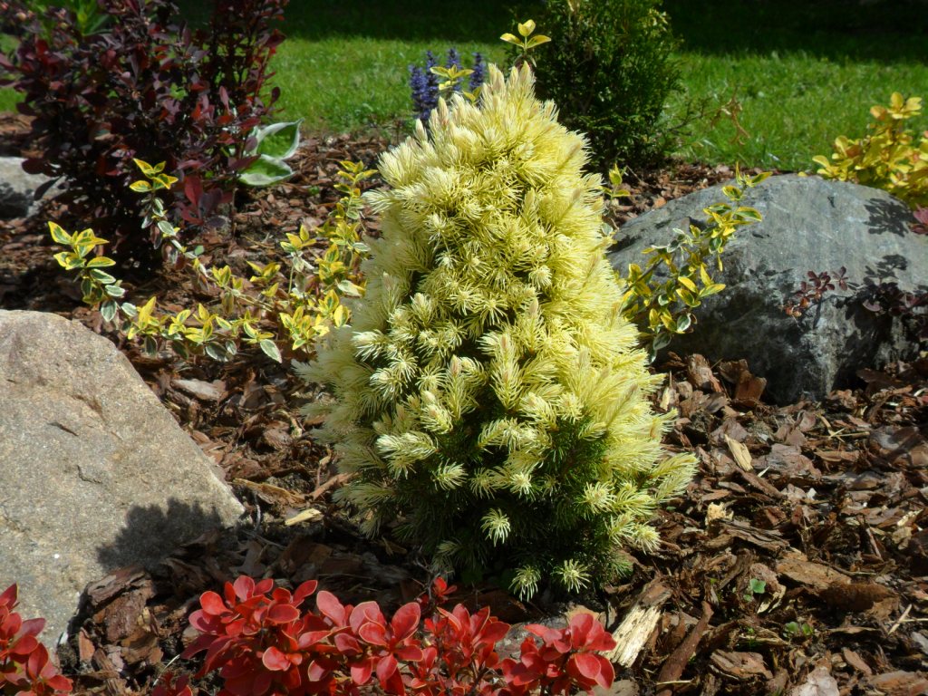 Picea glauca "DAISY WHITE"