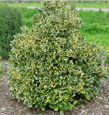 Cezmína 'Golden King' 30cm kmeň