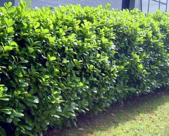 Vavrínovec lekársky Novita 15-25 cm na živý plot