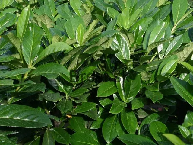 Vavrínovec lekársky Novita 15-25 cm na živý plot