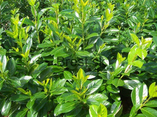 Vavrínovec lekársky Novita 15-25 cm na živý plot