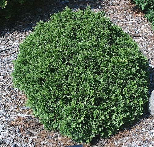 Thuja occidentalis 'Little giant' 2 lit.