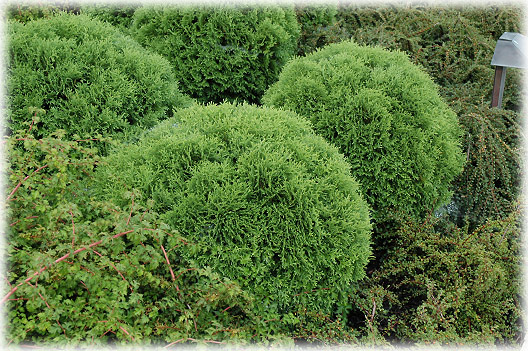 Thuja occidentalis 'Little giant' 2 lit.