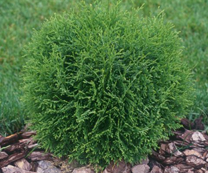 Thuja occidentalis 'Little giant' 2 lit.