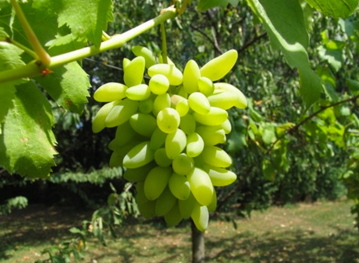 Stolové hrozno Apirena bianca