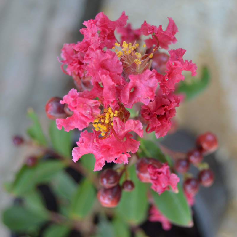 Lagerstroemia indica 'Red Imperator'
