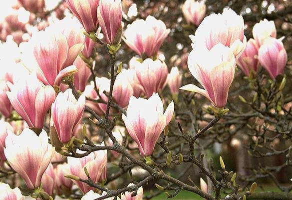 Magnolia x soulangeana 'Lennei'