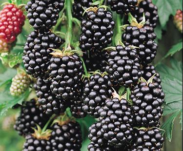 Rubus frut. 'Black Satin'