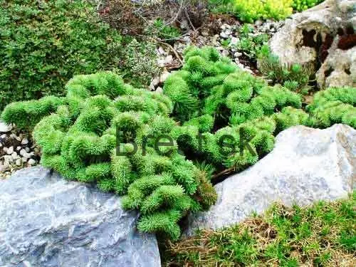 Sedum reflexum 'Cristatum' 10,5cm