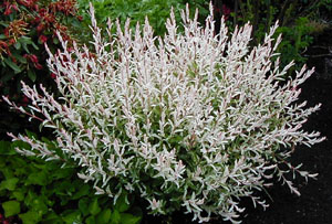 Salix integra 'Hakuro Nishiki'  1,5 lit.