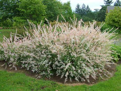 Salix integra 'Hakuro Nishiki'  1,5 lit.