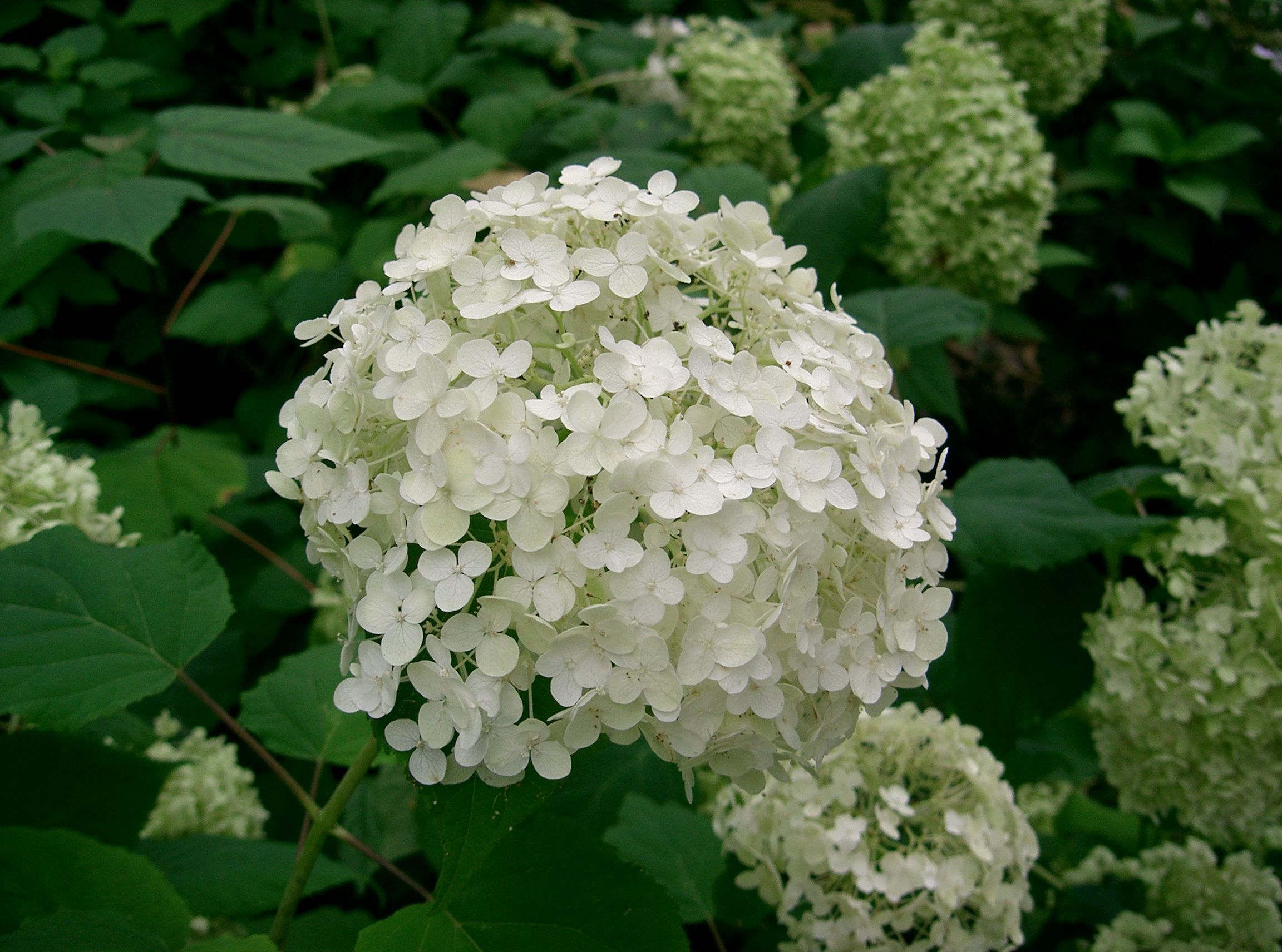 Hydrangea arborescens 'Annabelle' 9x9 Akcia
