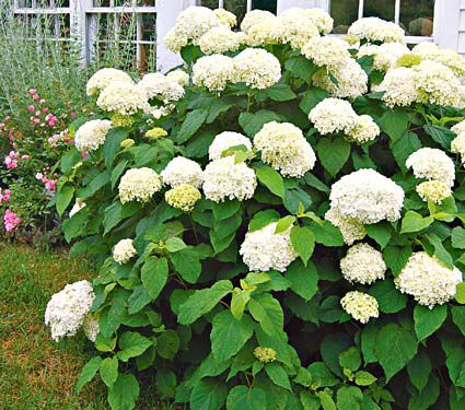 Hydrangea arborescens 'Annabelle' 9x9 Akcia