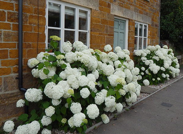 Hydrangea arborescens 'Annabelle' 9x9 Akcia