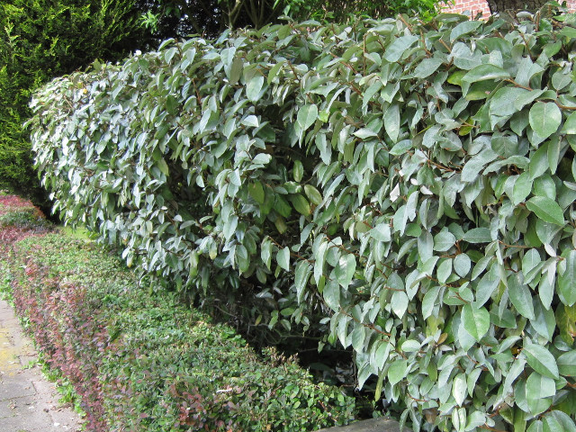 Elaeagnus ebbingei  9*9