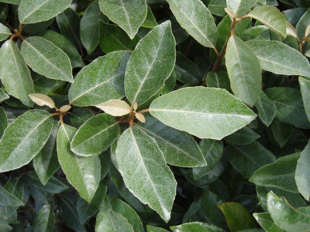 Elaeagnus ebbingei  9*9