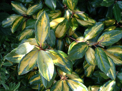 Elaeagnus x ebbingei 'Limelight' 2 lit.