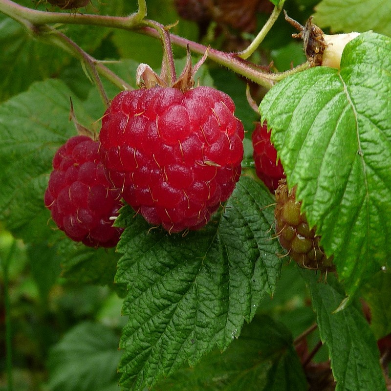 Rubus idaeus 'Tulameen'