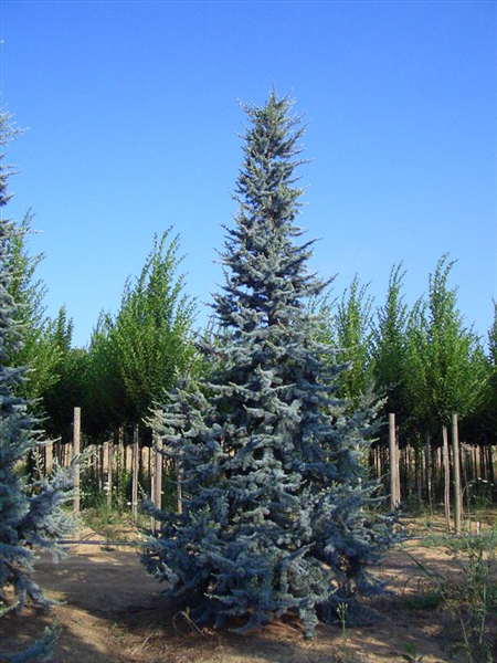 Cedrus atlantica 'Glauca'