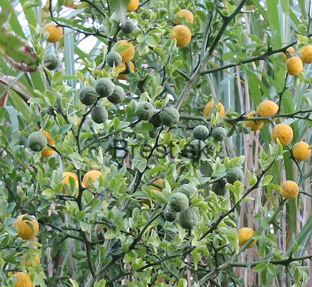 Poncirus trifoliata 'Flying dragon' EXTRA